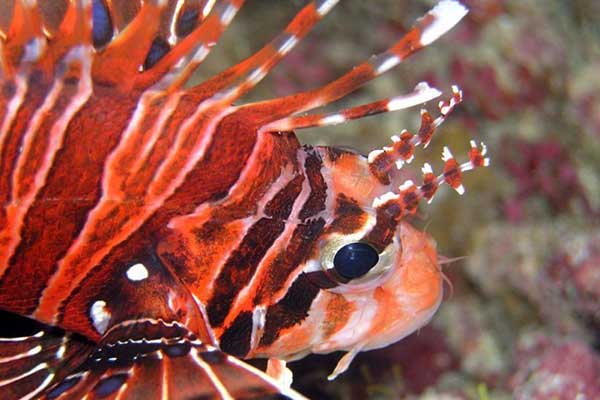 BIODIVERSITY & ENVIRONMENT
